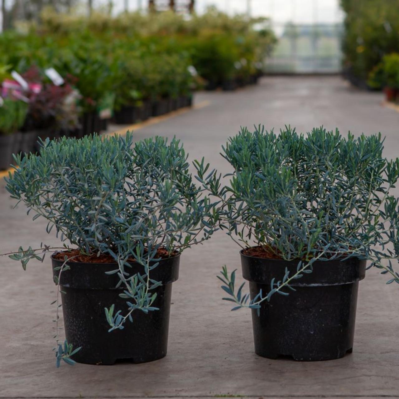 Andromeda polifolia 'Blue Lagoon' plant