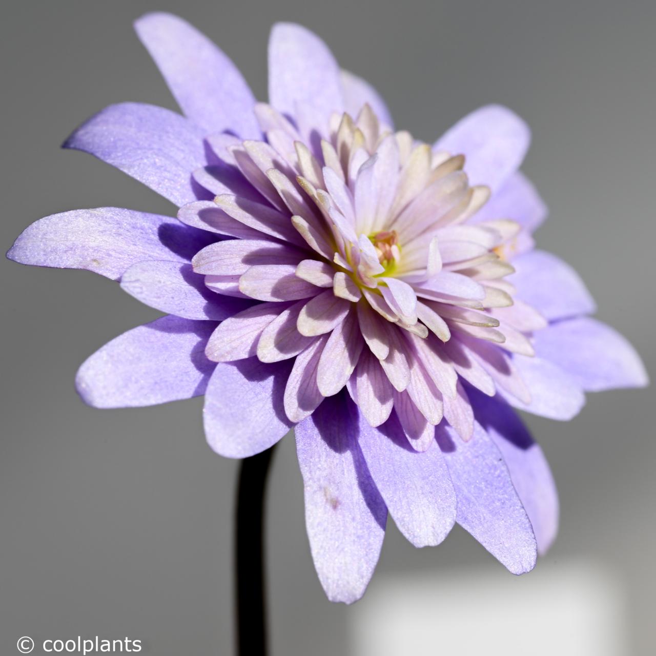 Anemone apennina 'Double Form' plant