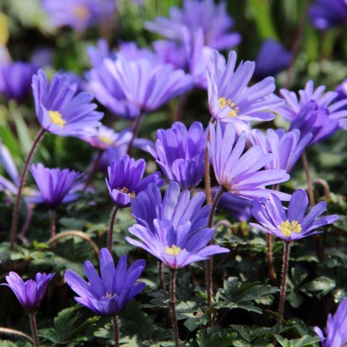 Anemone blanda 'Blue Shades' plant