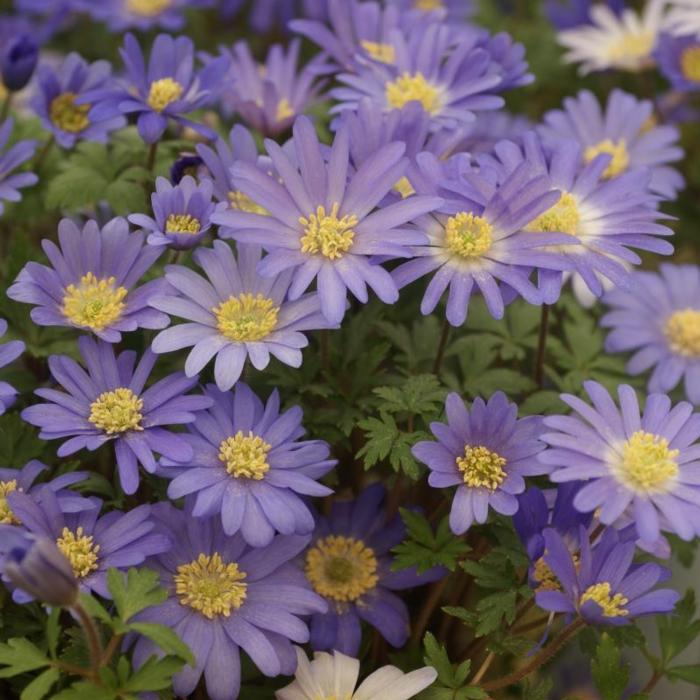 Anemone blanda 'Blue Shades' plant