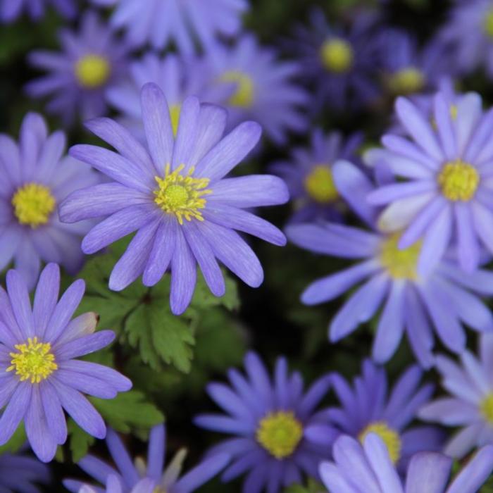 Anemone blanda 'Blue Shades' plant