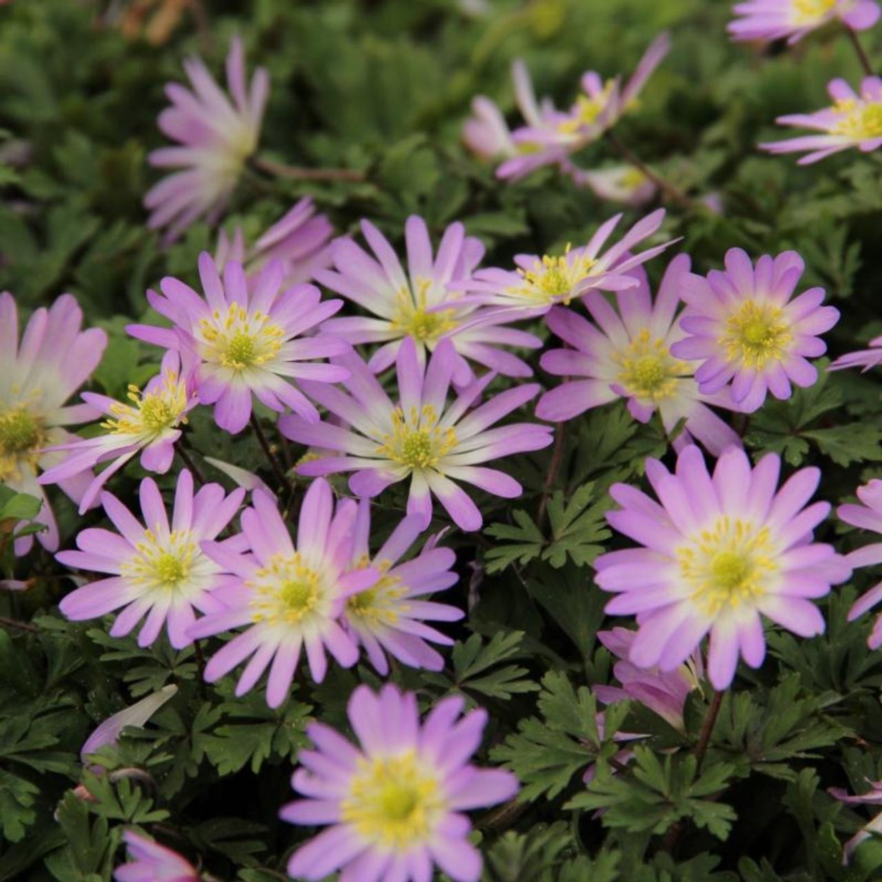 Anemone blanda 'Charmer' plant