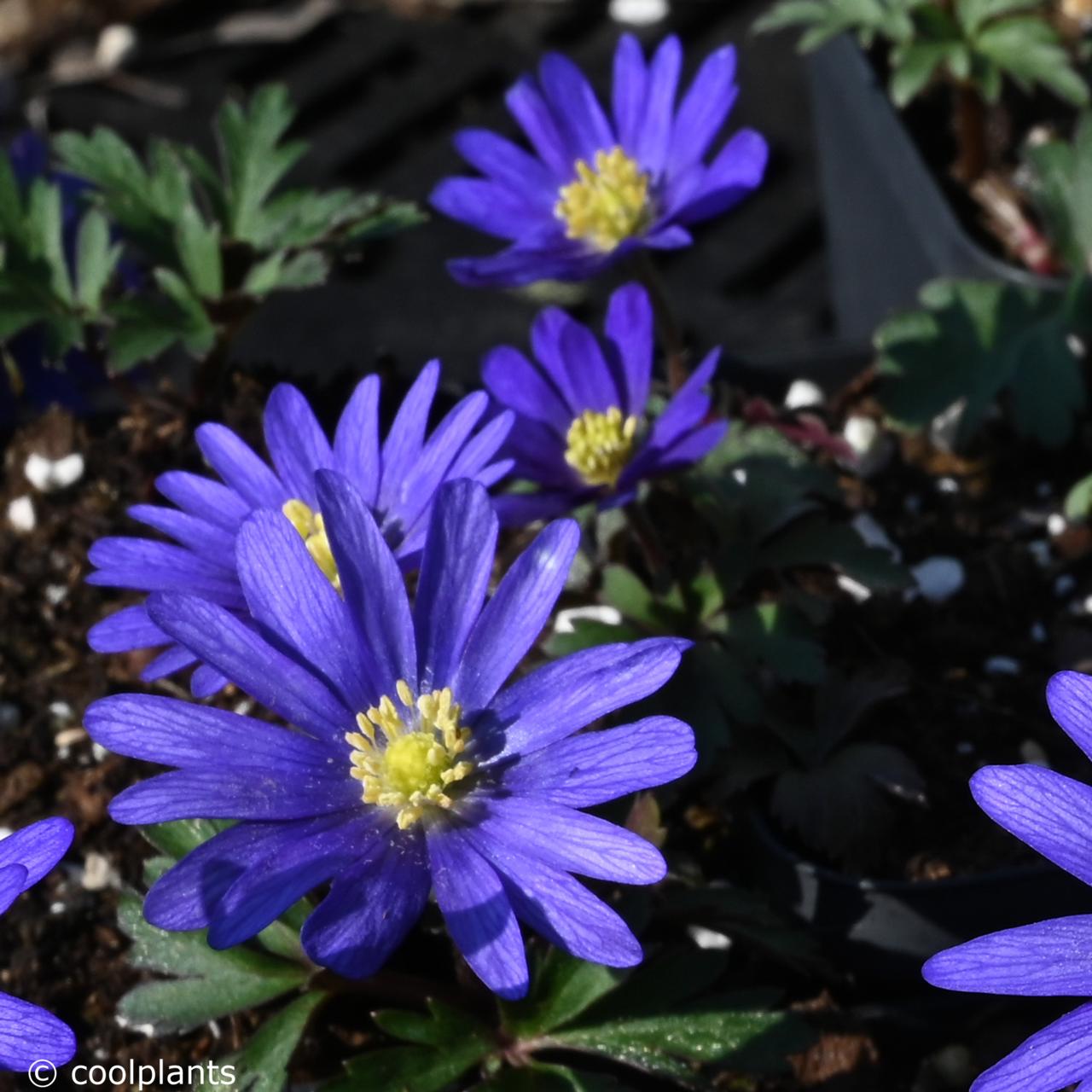 Anemone blanda 'Ingramii' plant