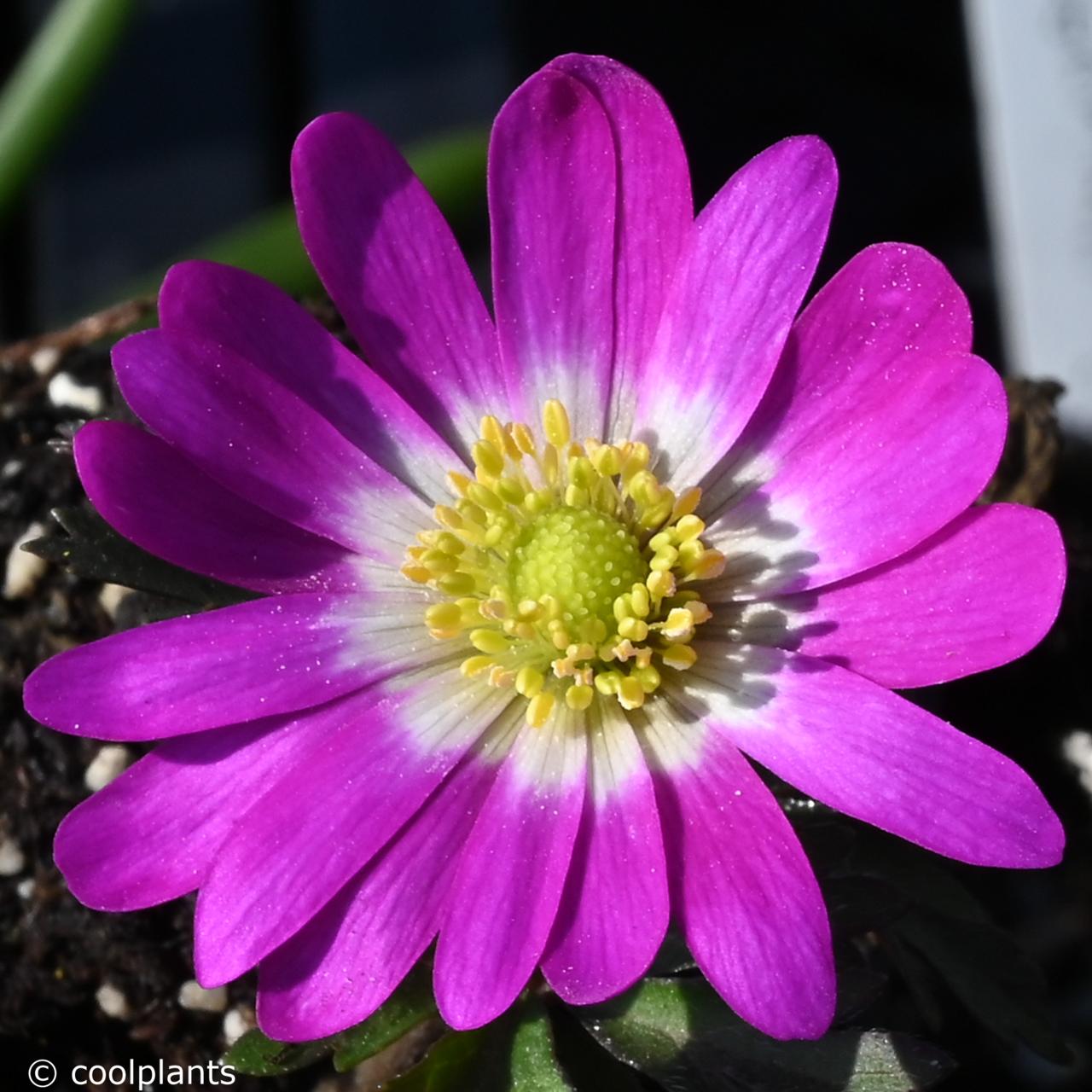 Anemone blanda 'Radar' plant