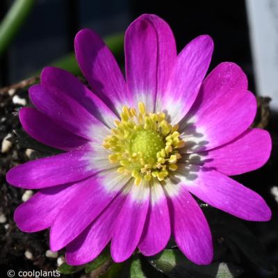 anemone-blanda-radar