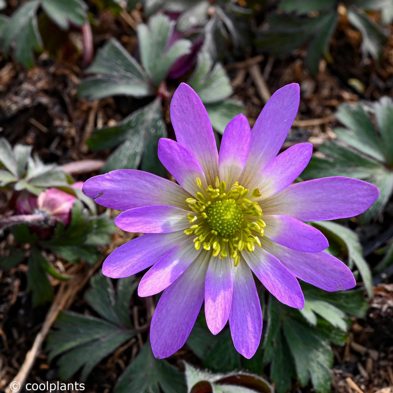 Anemone blanda 'Violet Star' plant