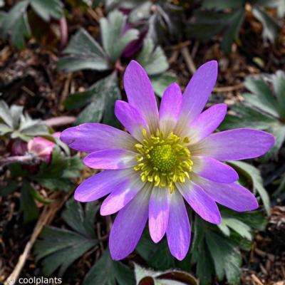 anemone-blanda-violet-star