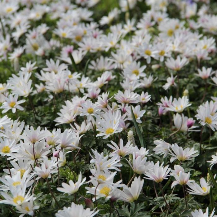 Anemone blanda 'White Splendour' plant