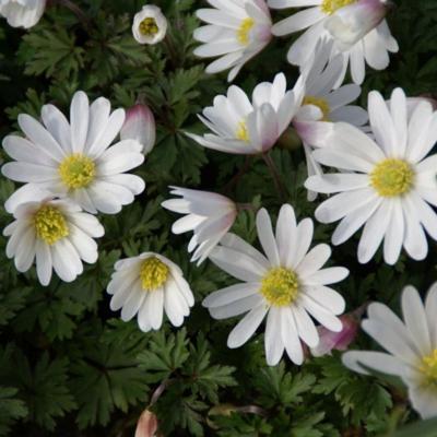 anemone-blanda-white-splendour