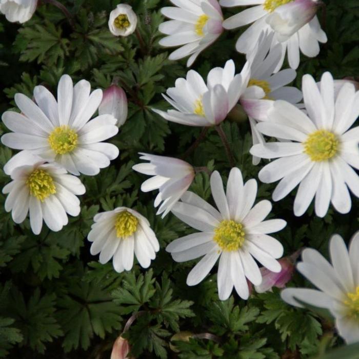 Anemone blanda 'White Splendour' plant