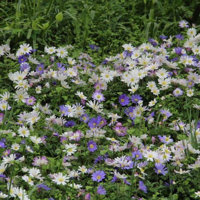 Anemone blanda plant