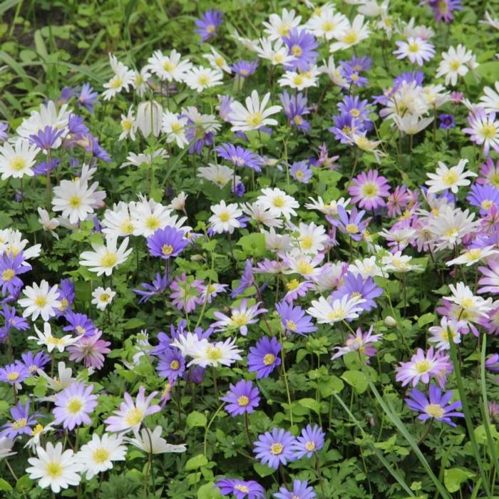 Anemone blanda plant