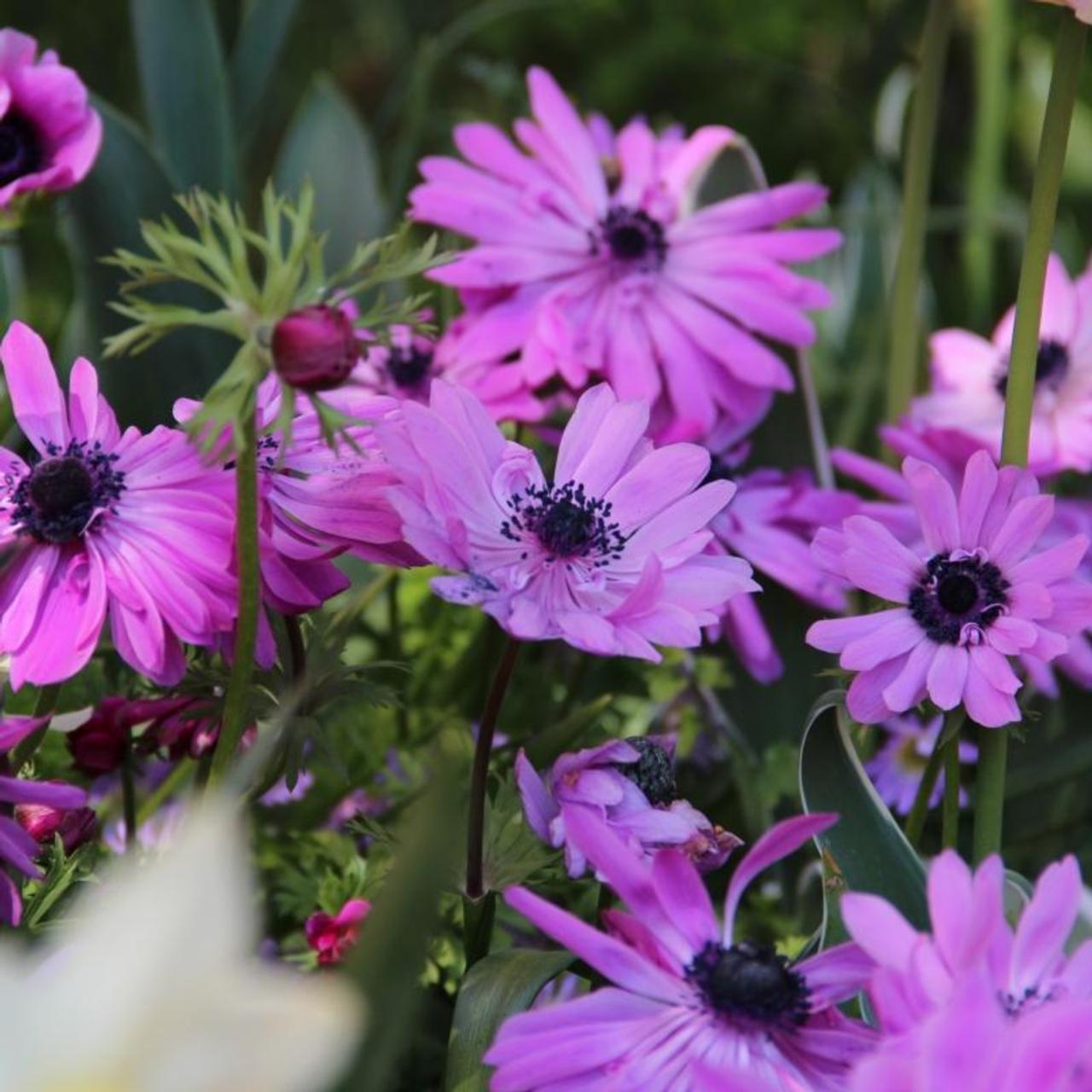 Anemone coronaria 'Admiral' plant