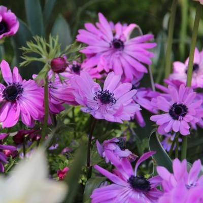 anemone-coronaria-admiral