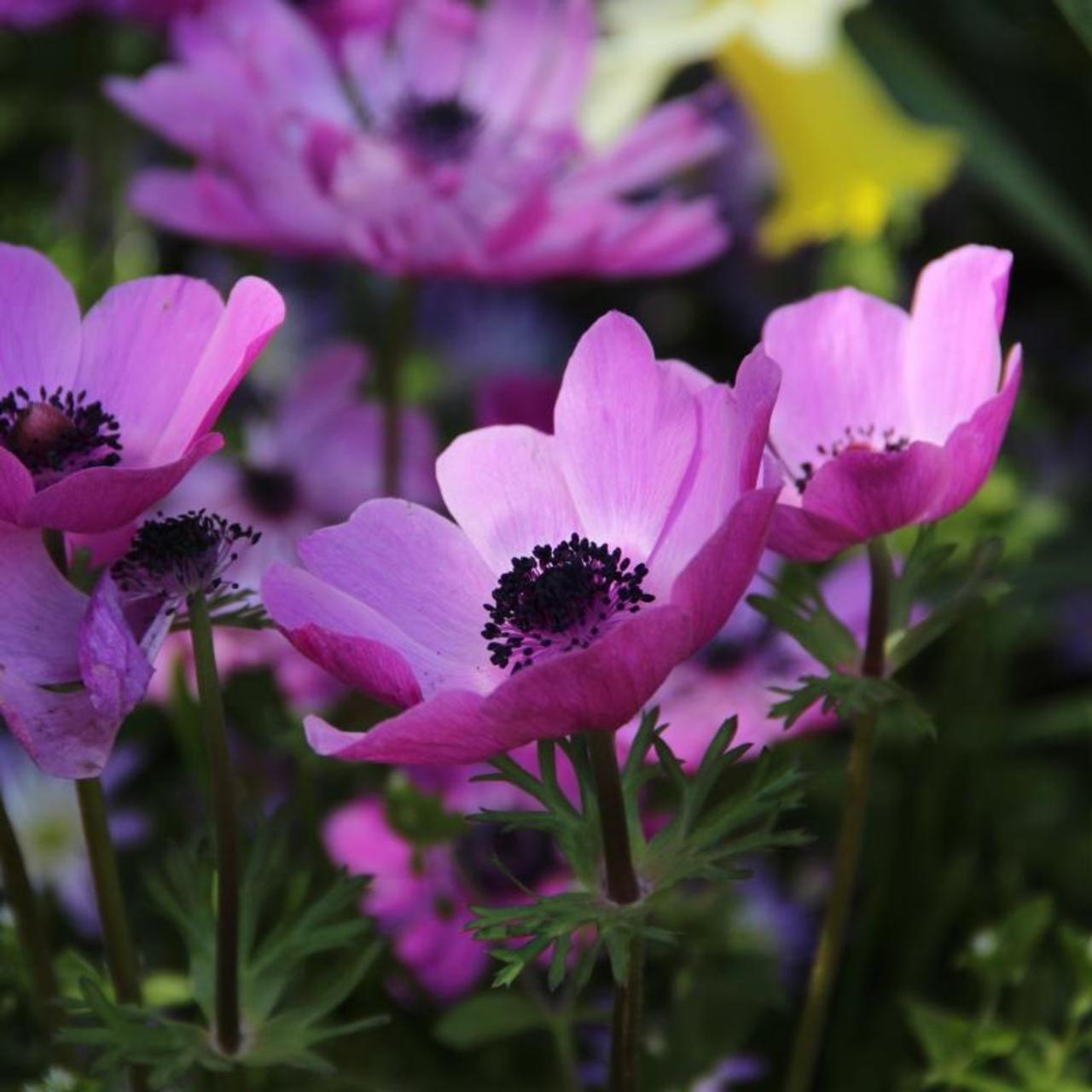 Anemone coronaria 'De Caen Sylphide' plant