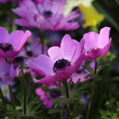 anemone-coronaria-de-caen-sylphide