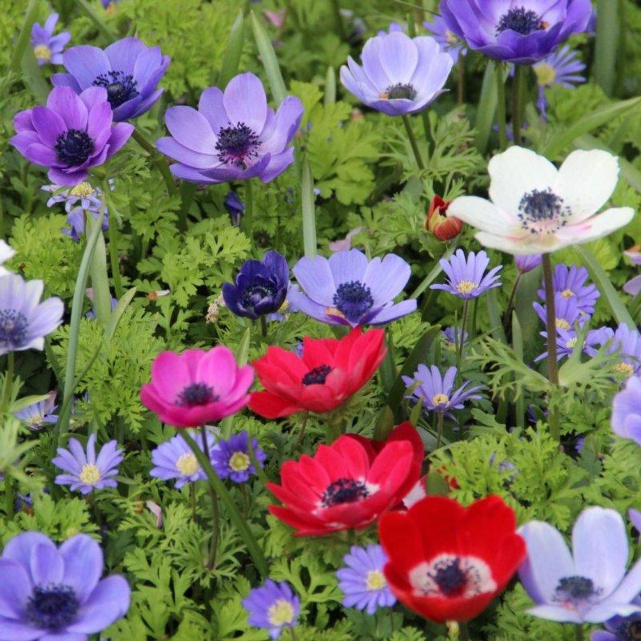 Anemone coronaria 'De Caen' plant