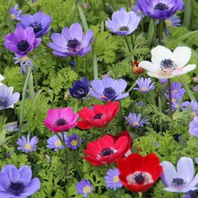 anemone-coronaria-de-caen