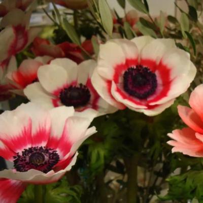 anemone-coronaria-duet