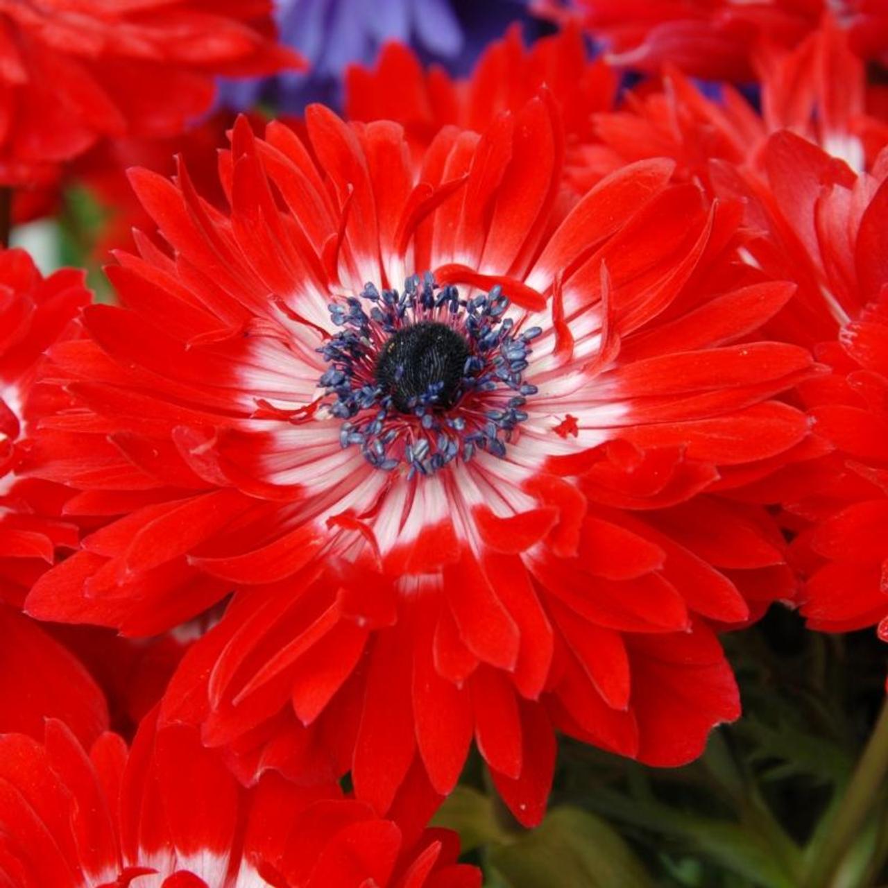 Anemone coronaria 'Governor' plant