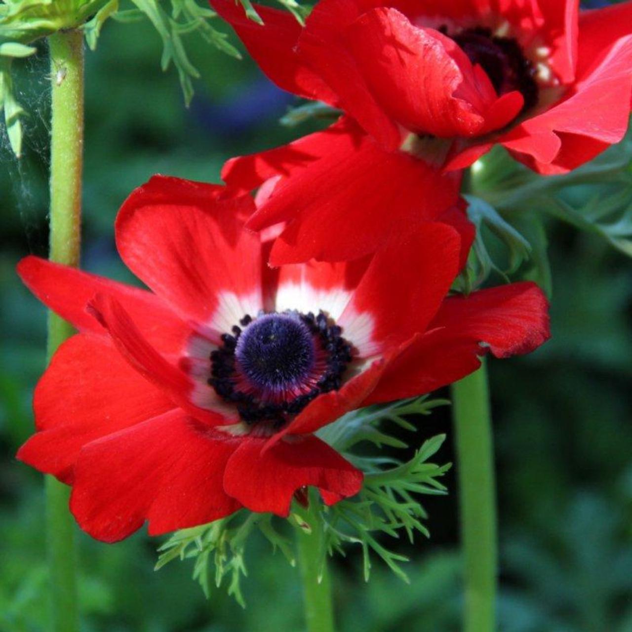 Anemone coronaria 'Hollandia' plant