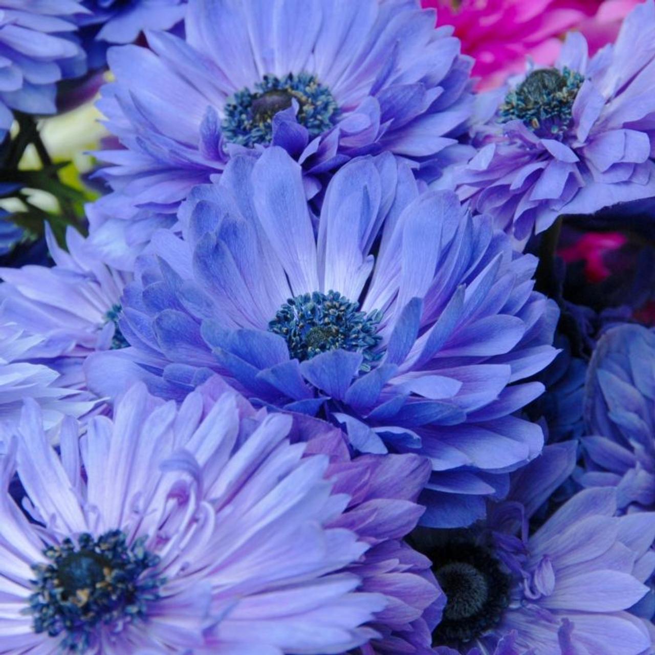 Anemone coronaria 'Lord Lieutenant' plant