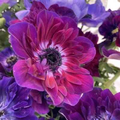 anemone-coronaria-mistral-bordeaux