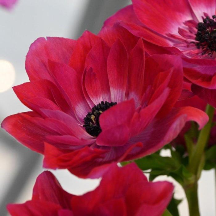 Anemone coronaria MISTRAL 'Magenta' plant