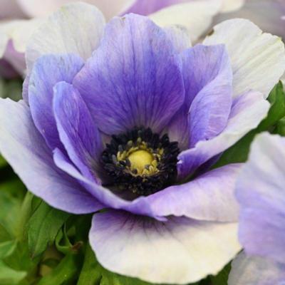 anemone-coronaria-mistral-plus-azzurro