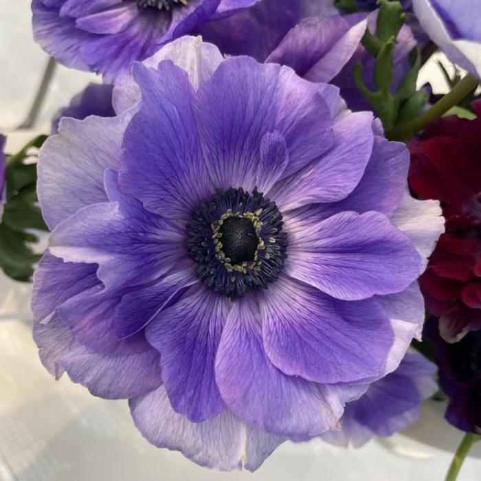 Anemone coronaria MISTRAL PLUS 'Blu' plant