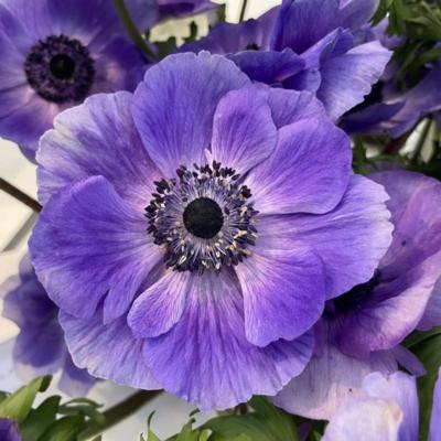 anemone-coronaria-mistral-plus-blu