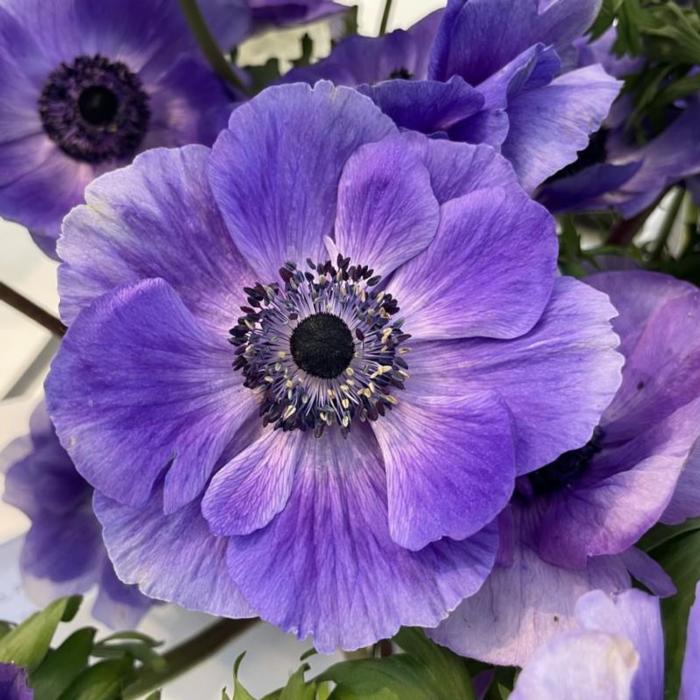 Anemone coronaria MISTRAL PLUS 'Blu' plant