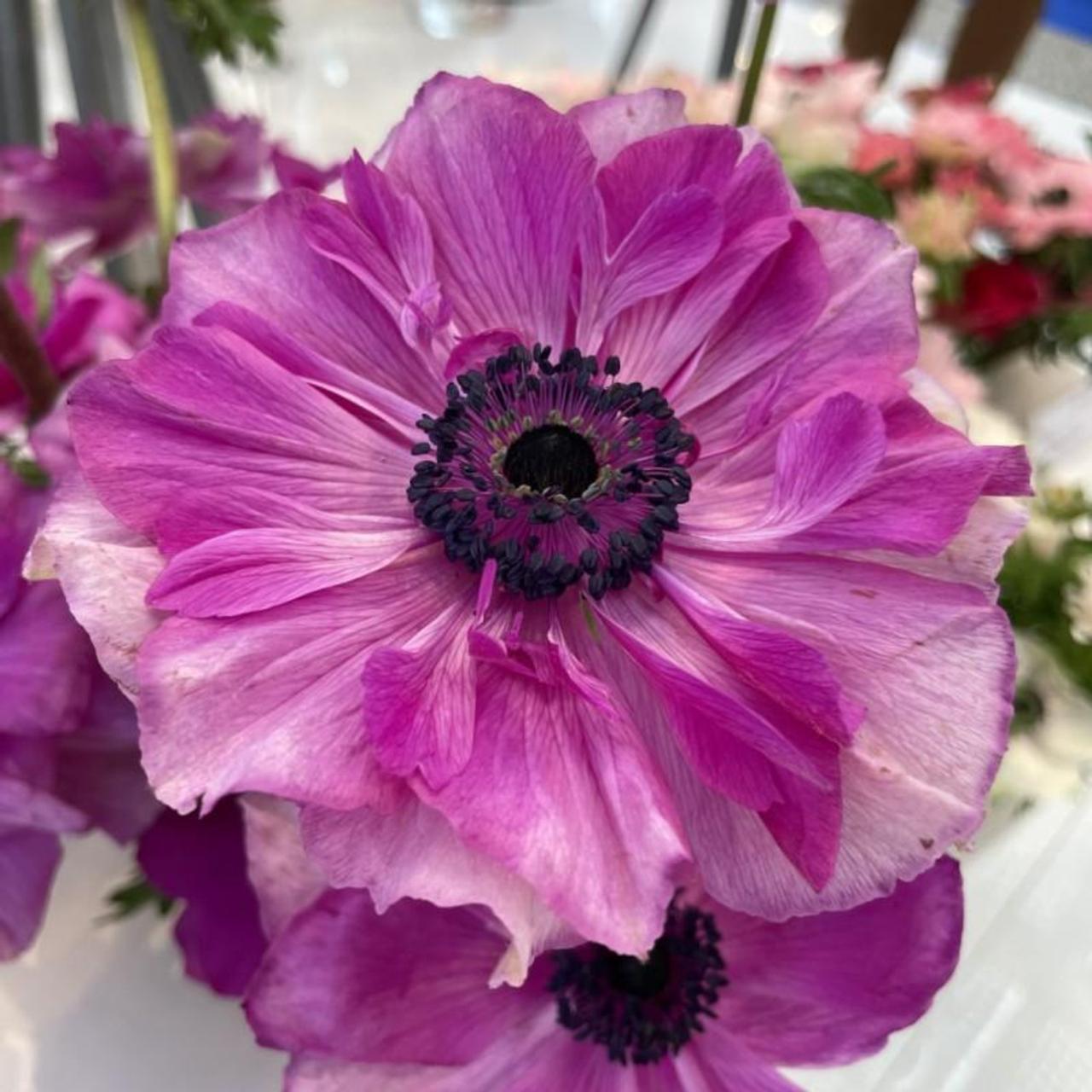 Anemone coronaria MISTRAL PLUS 'Fucsia' plant