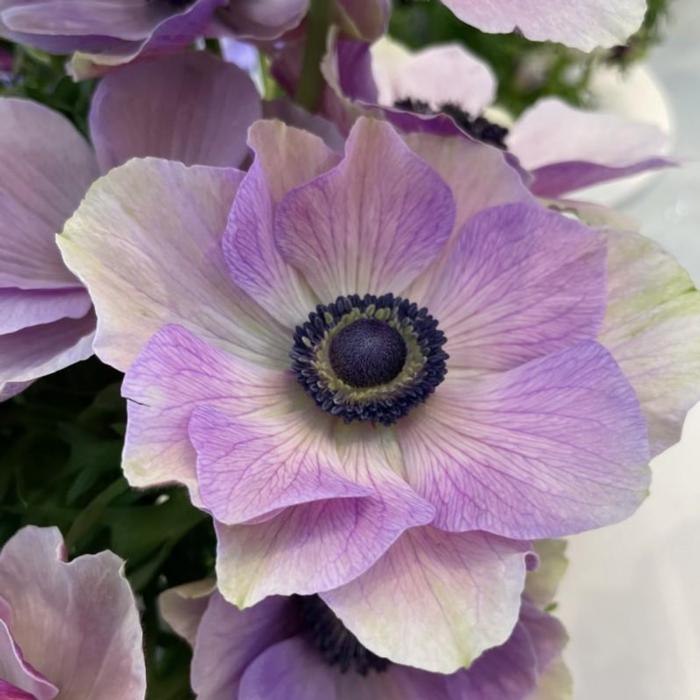 Anemone coronaria MISTRAL PLUS 'Milka' plant