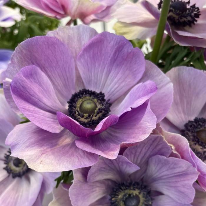 Anemone coronaria MISTRAL PLUS 'Milka' plant