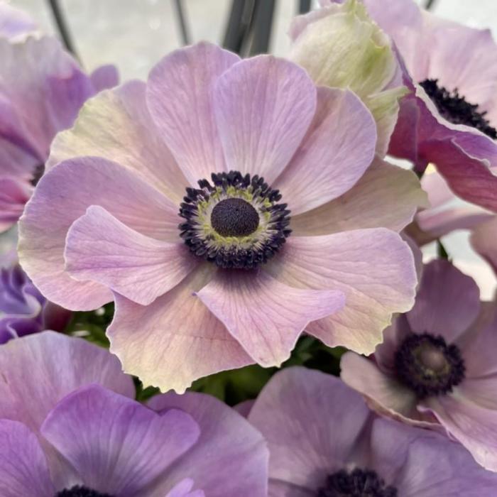 Anemone coronaria MISTRAL PLUS 'Milka' plant