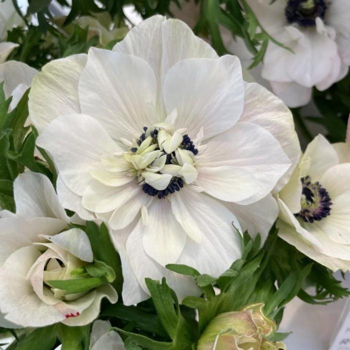 Anemone coronaria MISTRAL PLUS 'Panda' plant