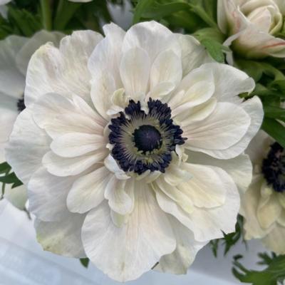 anemone-coronaria-mistral-plus-panda