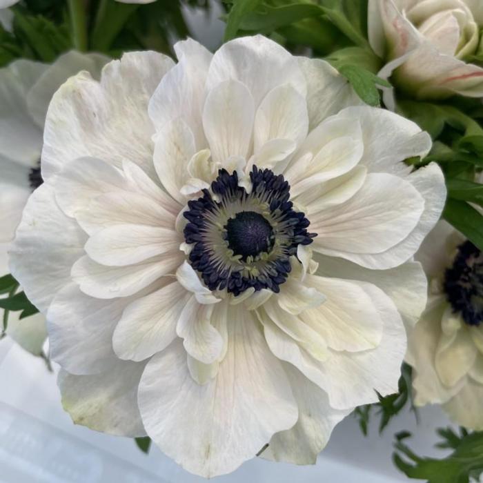 Anemone coronaria MISTRAL PLUS 'Panda' plant