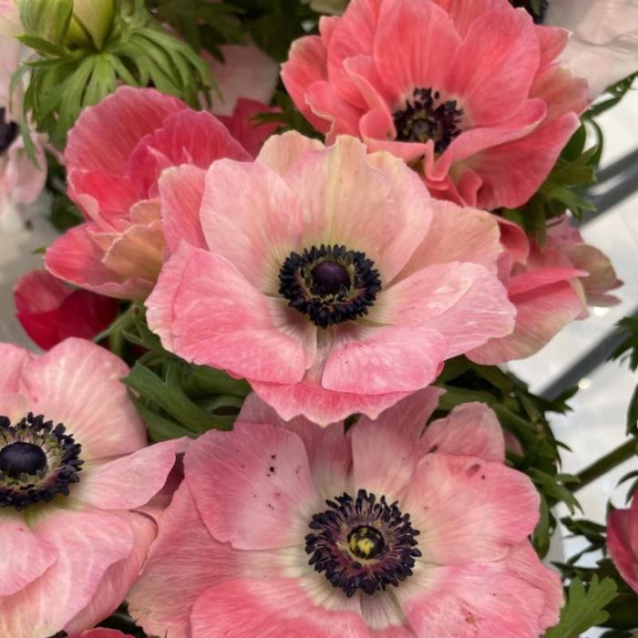 Anemone coronaria MISTRAL PLUS 'Pinkie' plant