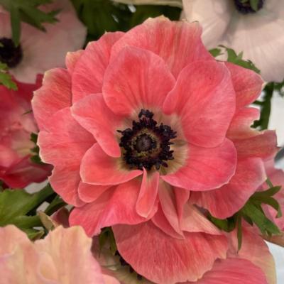 anemone-coronaria-mistral-plus-pinkie