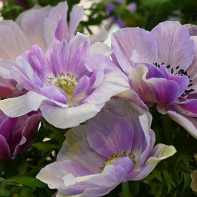 anemone-coronaria-mistral-plus-rarity