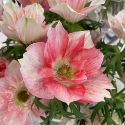 anemone-coronaria-mistral-rosa-chiaro