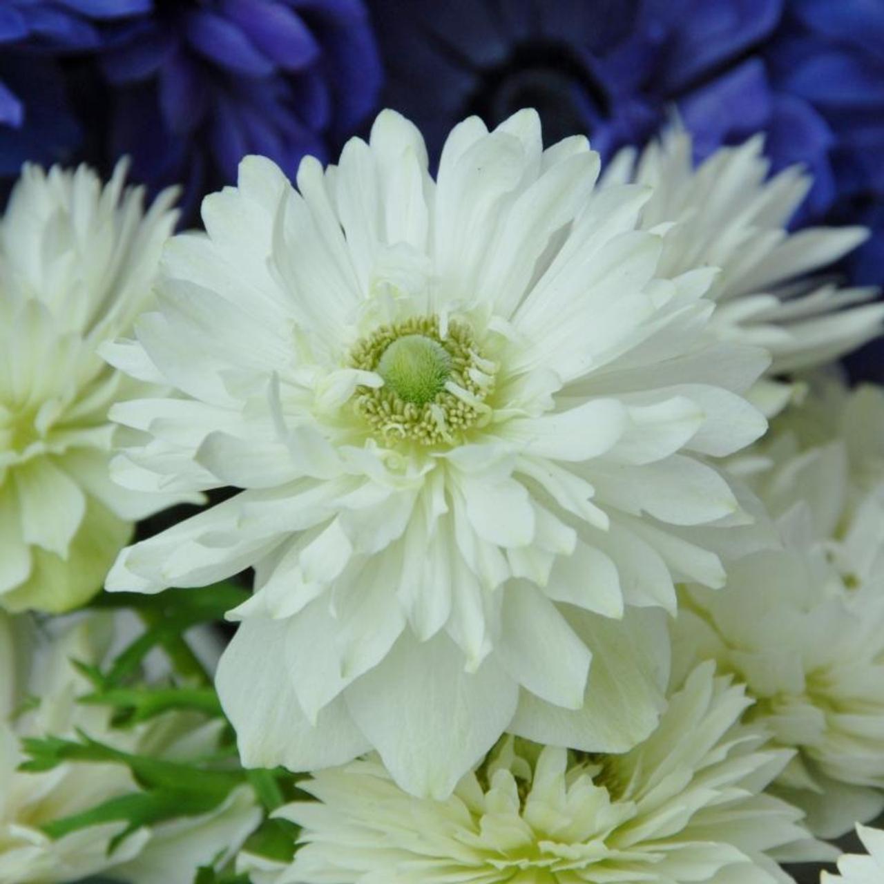 Anemone coronaria 'Mount Everest' plant