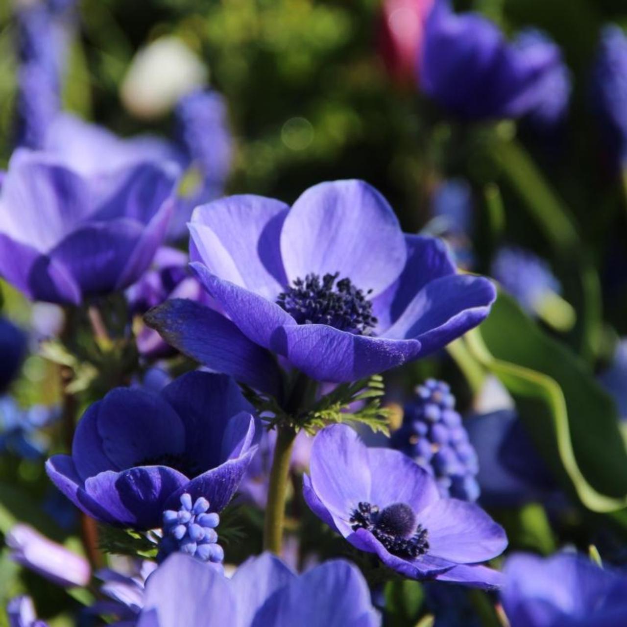 Anemone coronaria 'Mr Fokker' plant