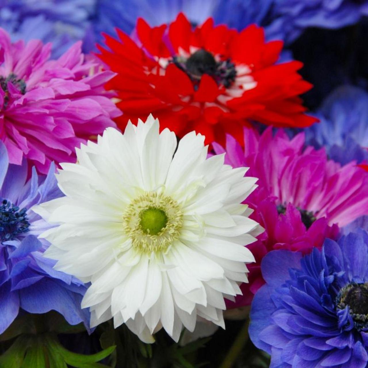 Anemone coronaria 'St Brigid' plant