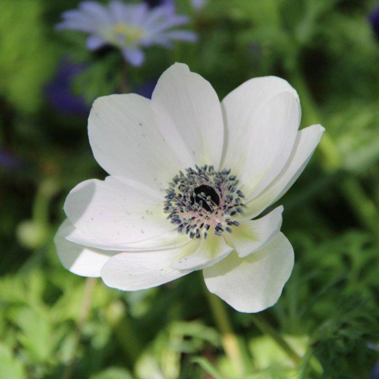 Anemone coronaria 'The Bride' plant