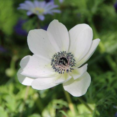 anemone-coronaria-the-bride