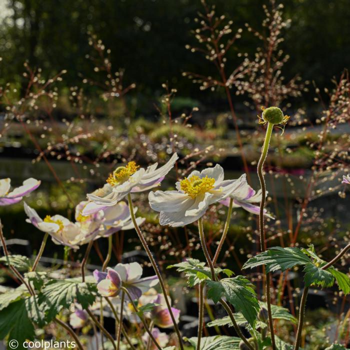 Anemone 'Elfin Swan' plant