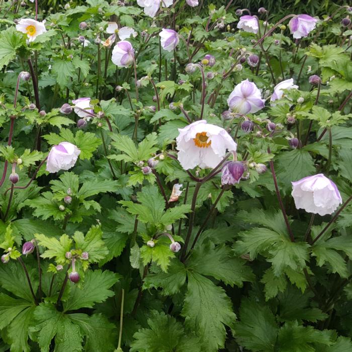 Anemone 'Elfin Swan' plant